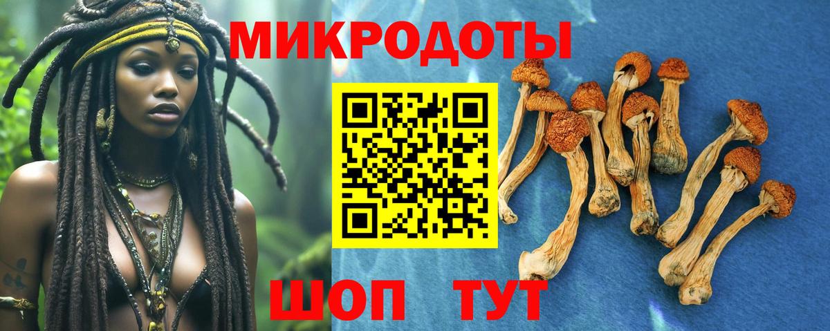 Галлюциногенные грибы Psilocybe Надым